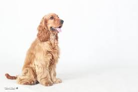 Image result for anglický kokršpaněl