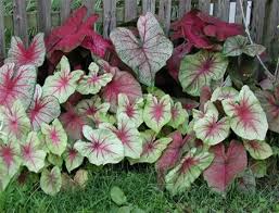 Gorgeous But Deadly 13 Unassuming Poisonous Plants Webecoist Foliage Plants Plants Poisonous Plants