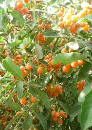 Image result for Cordia sinensis