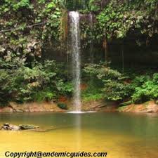 The lambir hills national park (malay: Lambir Hill National Park Sarawak Endemicguides