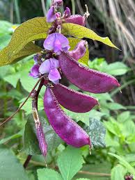 Image result for Lablab purpureus