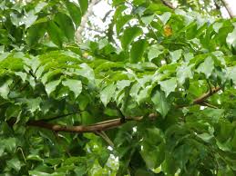 Image result for Erythrophleum