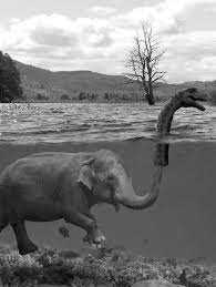 Elephants Wallpapers Hd Funny Photoshop Animals Elephants Photos