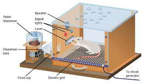 Operant Conditioning B F Skinner Simply Psychology