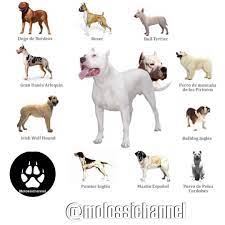 Molossichannel On Instagram Dogo Argentino Breed Mix Molossichannel For The Dogo De Burdeos Perros De Montana Perro De Montana De Los Pirineos