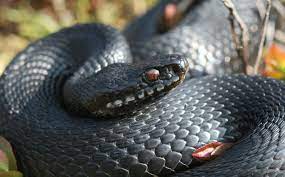Melanistic Eurpoean Adder Adder Snake Reptiles Facts Melanistic