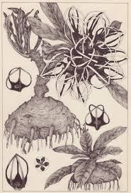 Image result for Ceropegia malawiensis