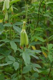 Image result for Crotalaria trichotoma
