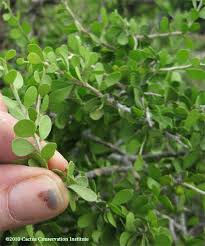 Image result for Landolphia cuneifolia