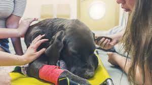 While no one is sure why dogs (and people) get lymphoma, chemotherapy is the preferred treatment. Dog Euthanasia What Is It When Is It Used Dogtime