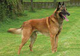 O cabelo longo repicado possui beleza, movimento, controle de volume e um estilo único. Pembroke Welsh Corgi Vs Belgian Shepherd Dog Malinois Breed Comparison