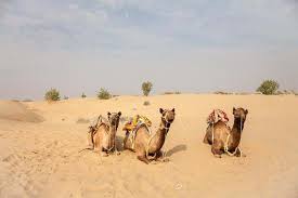 Camels have many adaptations that allow them to live successfully in desert conditions. Jaisalmer Exploring The Sandcastle City And Desert Transindus