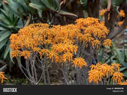 Because of the size of the plant, k. Aloe Plant Bloom Image Photo Free Trial Bigstock