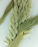 Image result for Eriochloa fatmensis