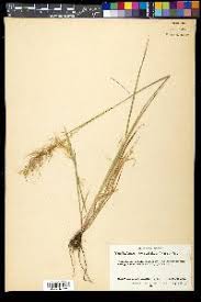Image result for Sorghastrum stipoides