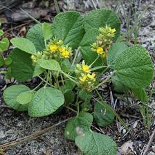 Image result for Rhynchosia divaricata