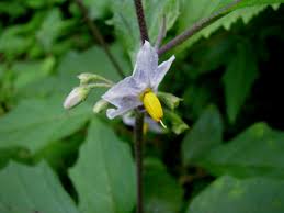 Image result for Solanum anguivi