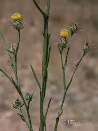 Image result for Centaurea melitensis