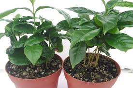 Coffee plants are native to tropical asia and regions of southern and tropical africa. The Coffee Plant Is A Fun Way To Grow Your Own Beans