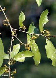 Image result for Dichapetalum