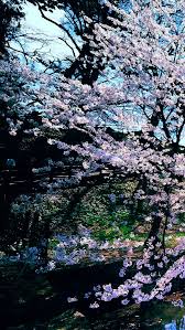 47 Cherry Blossoms Iphone Wallpaper On Wallpapersafari Iphone cherry blossom wallpaper full hd wallpaper desktop 736×1308. 47 cherry blossoms iphone wallpaper