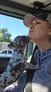 9 weeks old …potty trained exceptional & traditionally put together 🐶