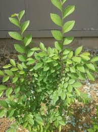 Image result for Ulmus