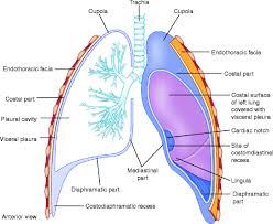 Image result for Intrapleural Anesthesia
