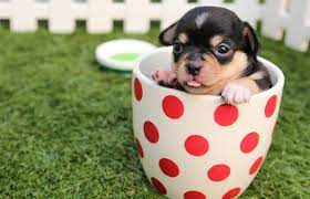 As with all puppies on homemade puppies, these puppies come with a free 30 minutes puppy training consultation with a professional dog trainer. Pet Adoption For Free Scam 2021 Scam Detector