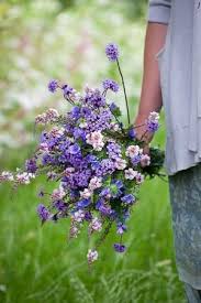 15 Flower Seeds To Plant This Spring Flowers Flowers Bouquet Beautiful Flowers