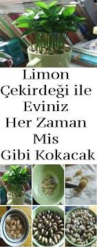 evdebitki evdelimon evdenarenciye evbitkisi lemon seeds garden seeds