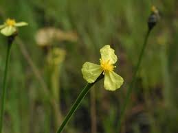 Image result for Xyris parvula