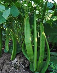 Image result for Canavalia