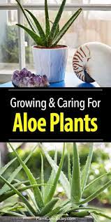 Learn all about its watering, light, humidity, and additional care requirements. Aloe Vera Plant Growing Indoors In Bright Windows And Planted Outdoors In A Group Aloe Plant Plants Aloe Vera Plant