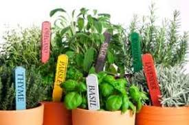 We did not find results for: Growing Herbs From Seed Indoors Allotment Gardens