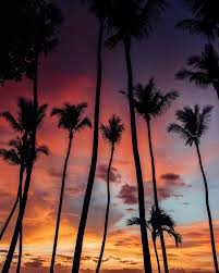 Sketching palm trees at sunset. Let S Go To The Beach Tybee Beach Georgia Felizfriday 10 27 17 Tree Silhouette Sunset Palm Tree Photography Palm Tree Pictures