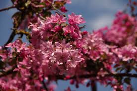 Image result for Malus × purpurea