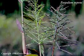 Image result for Paspalum