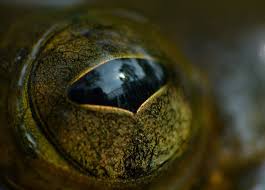 Image result for Strabomantis necerus