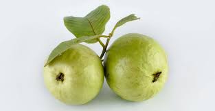 Jambu biji (psidium guajava) atau sering juga disebut jambu batu, jambu siki dan jambu klutuk adalah tanaman tropis yang berasal dari brasil, disebarkan ke indonesia melalui thailand. 11 Manfaat Jambu Biji Vitaminnya Lebih Banyak Dari Jeruk