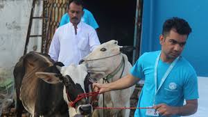 Google url shortener gets a website. What Is Qurbani Muslim Hands Uk