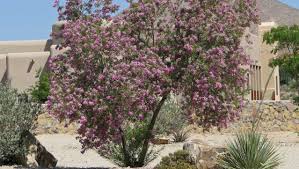 Check spelling or type a new query. Naturally Speaking Desert Trees Provide Shade Benefit Birds