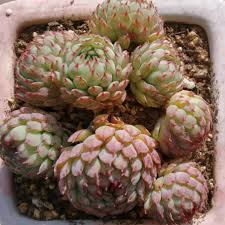 Image result for Humularia minima