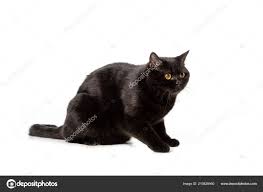 British shorthair kittens blues lilac colourpoint males females cat. 4 526 Black British Shorthair Cat Stock Photos Free Royalty Free Black British Shorthair Cat Images Depositphotos