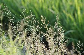Image result for Poa