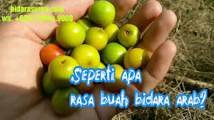 Lihat juga resep bidara keju / stik gabus gurih enak lainnya. Rasa Buah Bidara Arab Bidarasurga Youtube