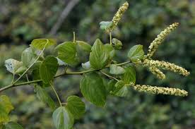 Image result for Gouania longispicata