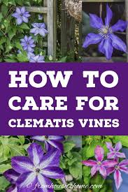 If your soil tends to be acidic, you should sweeten it. Clematis Care The Ultimate Guide To Planting Growing And Pruning Clematis Gardening From House To Home Clematis Care Clematis Plants Autumn Clematis