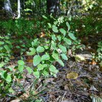 Image result for Vaccinium madagascariense