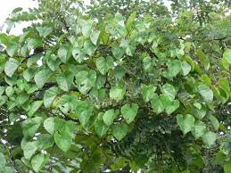 Image result for Tinospora fragosa